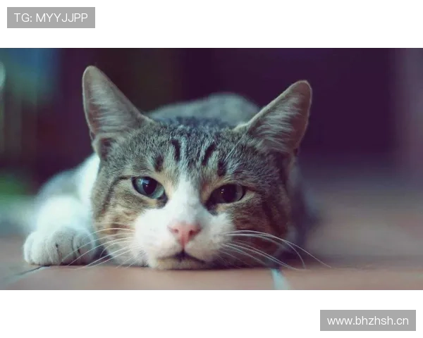 管晨辰家的猫都比我会做早餐